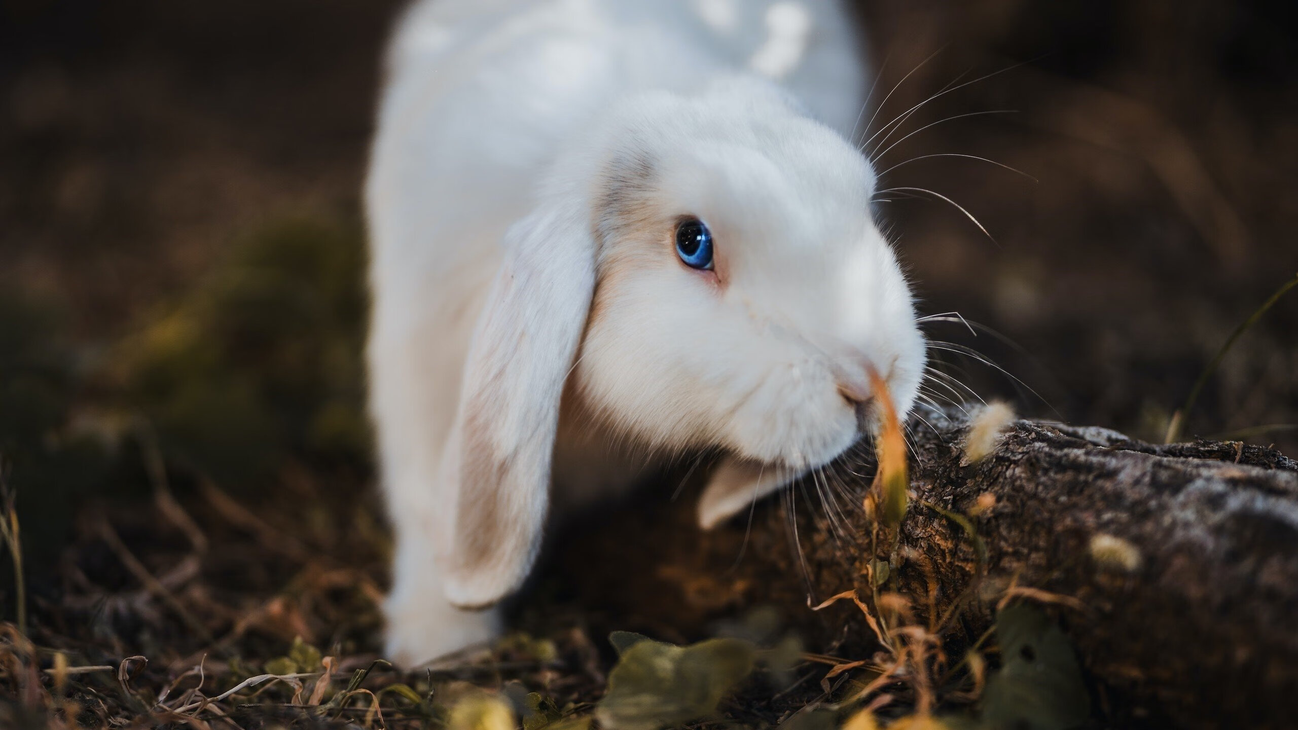 丹麦风暴席卷欧锦赛，石宇奇逆流点燃东方火种