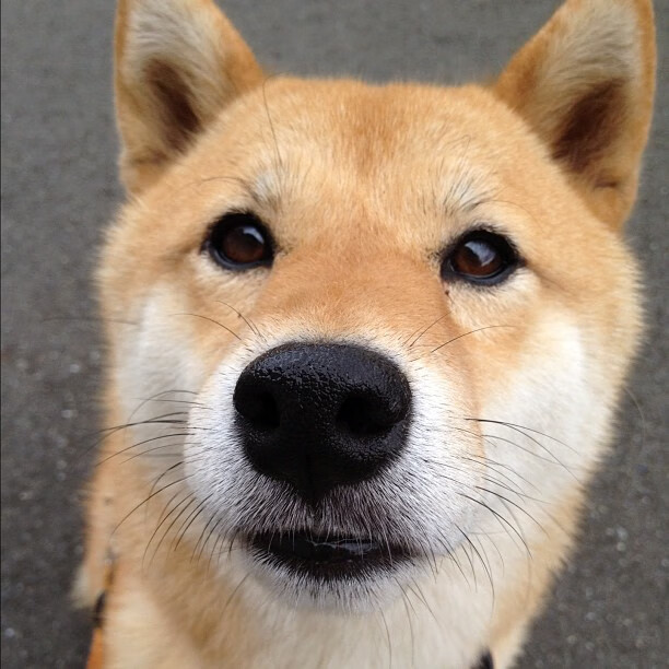 轻取泰国队背后，戴资颖扛起全队，马来西亚羽球迎来唯一性胜利