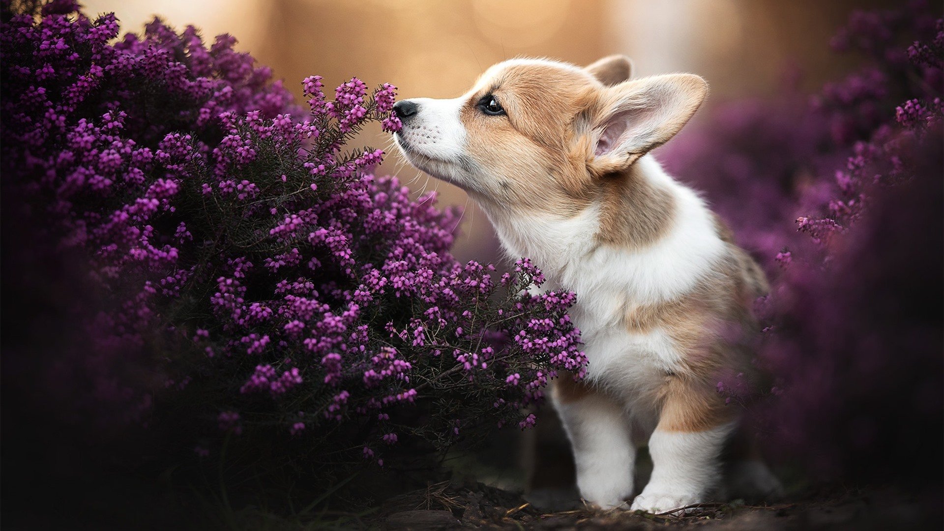 双重碾压，雷诺撕碎银绿荣耀，阿隆索惊世超越诠释唯一