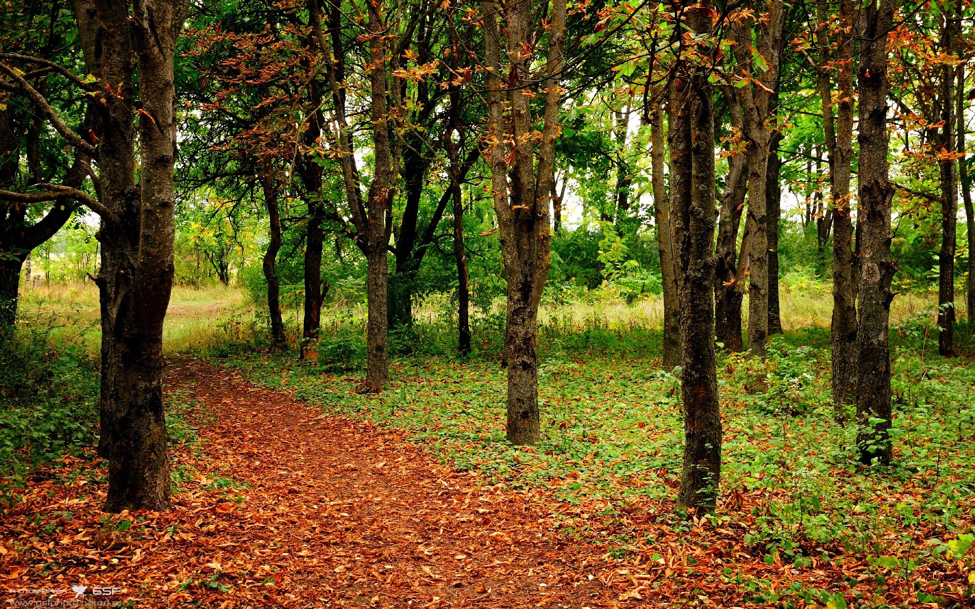 边境线上的绿茵革命，当药厂铁骑踏碎世界杯的旧王座
