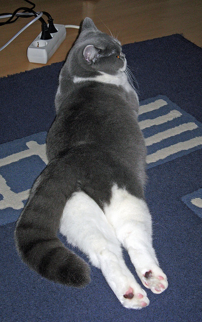 内外兼修，当鹈鹕铁翼强压辽篮，恩比德如何化身关键先生铸就新秩序？