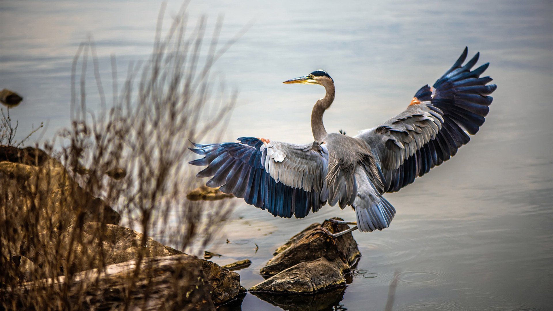 跨界奇迹之夜，字母哥德甲争冠战一球定乾坤