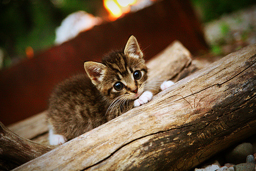 当铁壁防线遭遇天才利刃，浙江队的防守哲学与杰伦·格林的无解答案