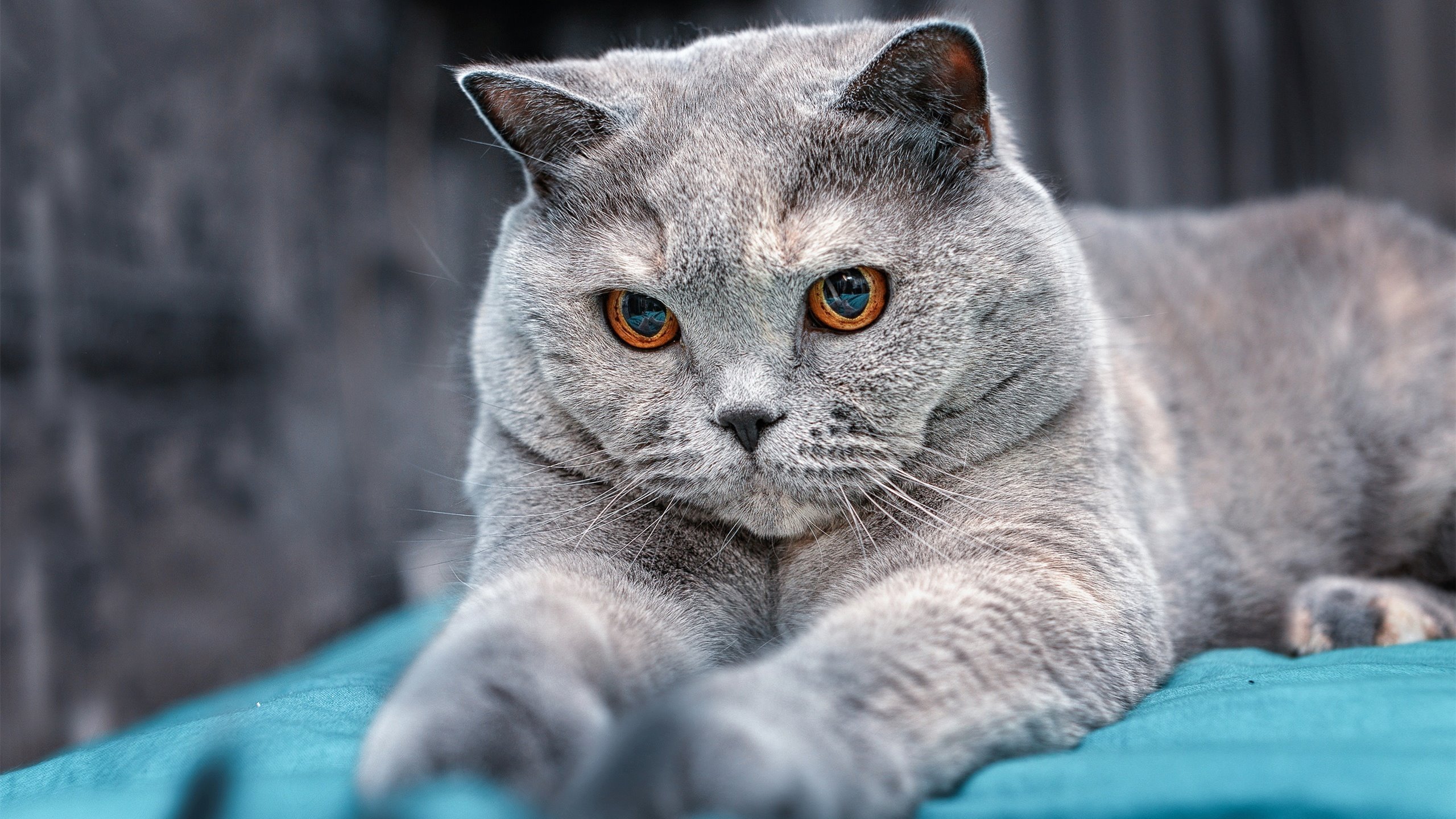 美加墨风云,国王在北境边境上演绝地翻盘