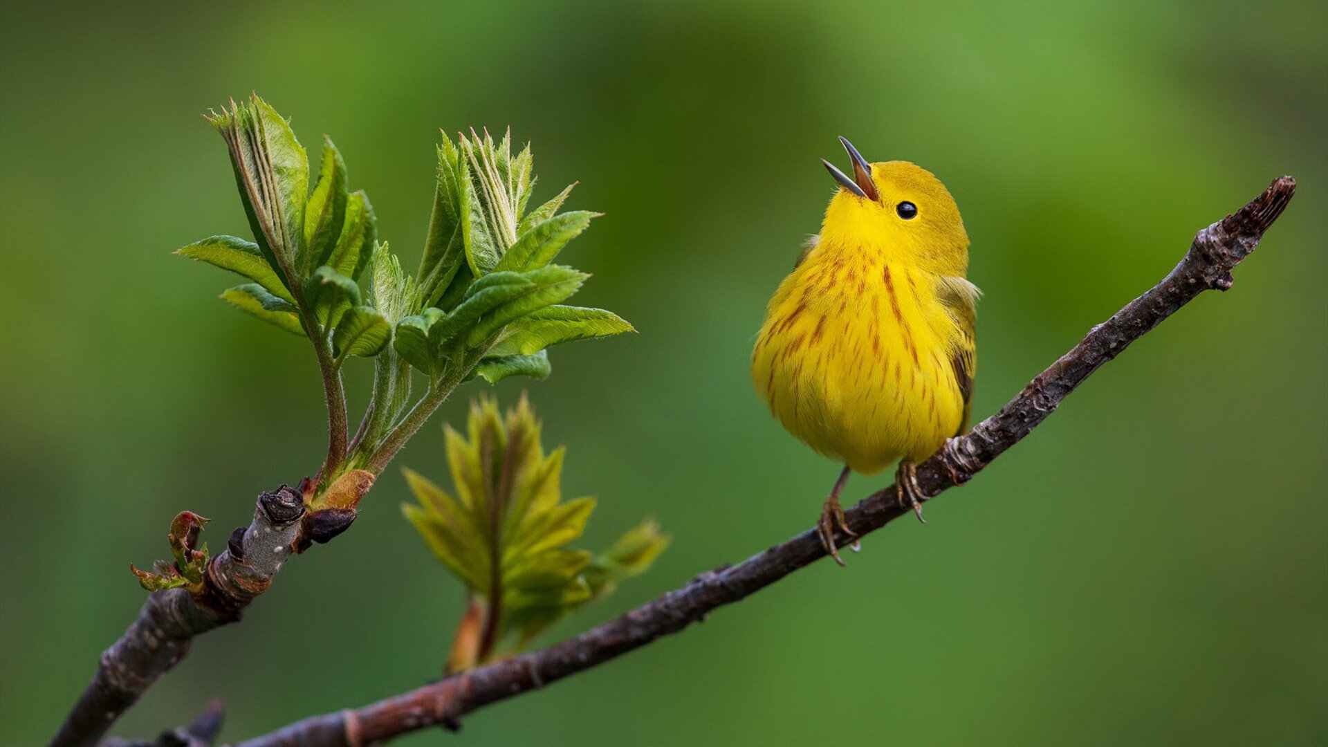渺渺凡躯，扛鼎而行，蒂亚戈与加拿大足球的孤勇一瞬