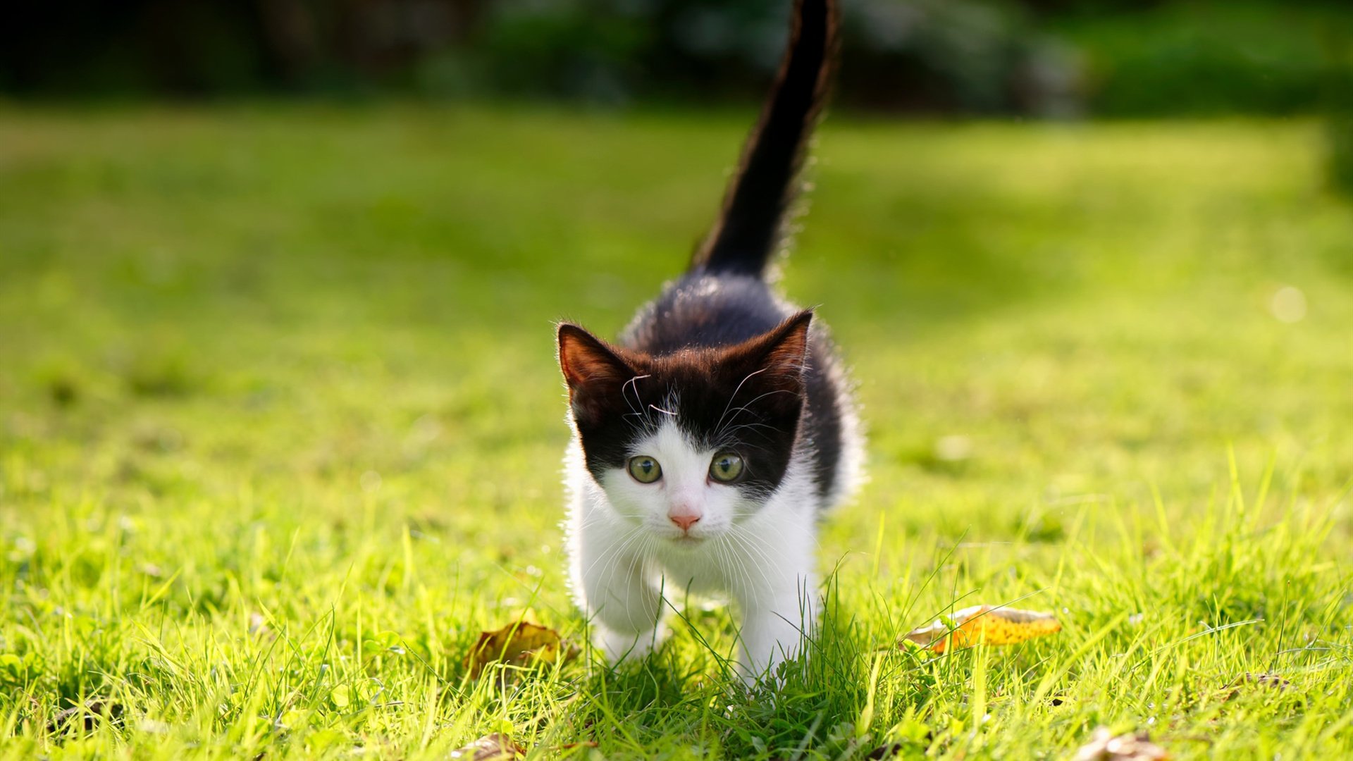 足球场上的篮球巨人，戈贝尔用指尖改写欧冠史诗