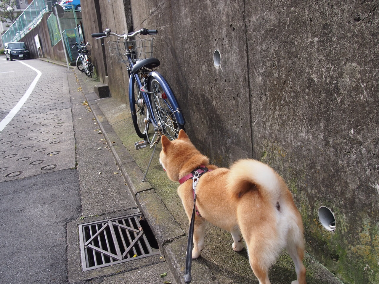 开拓者末节狂飙逆转乾坤 冷血杰伦·格林化身关键先生一剑封喉