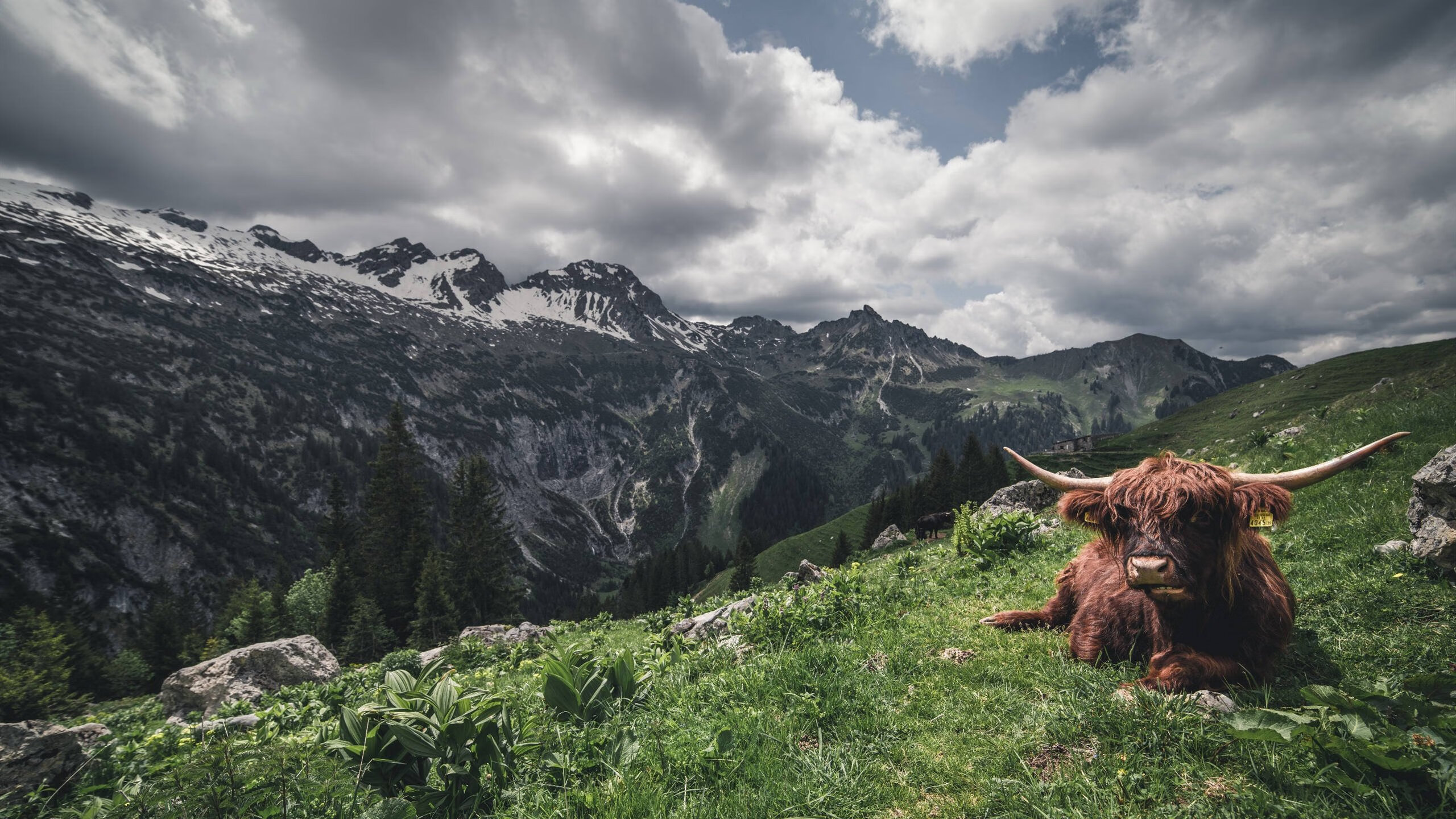 巅峰对决，一锤定音，格列兹曼冠军级表现助雷恩胜出勒沃库森