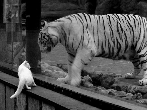 墨色与刀锋，字母哥绘出76人团队篮球的诗卷