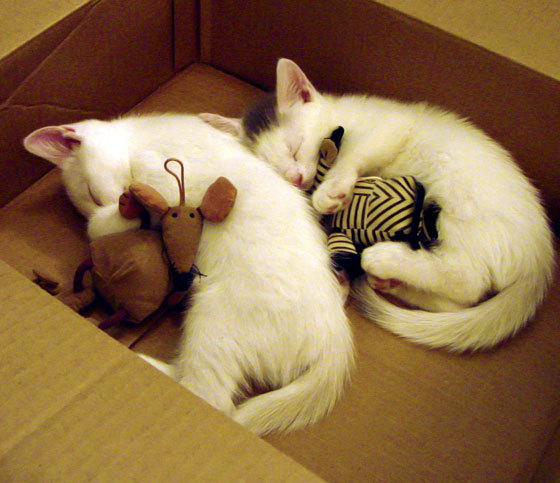 欧冠决赛惊天冷门，玻利维亚FC拉巴斯压哨绝杀摩纳哥，高原神话降临伊斯坦布尔