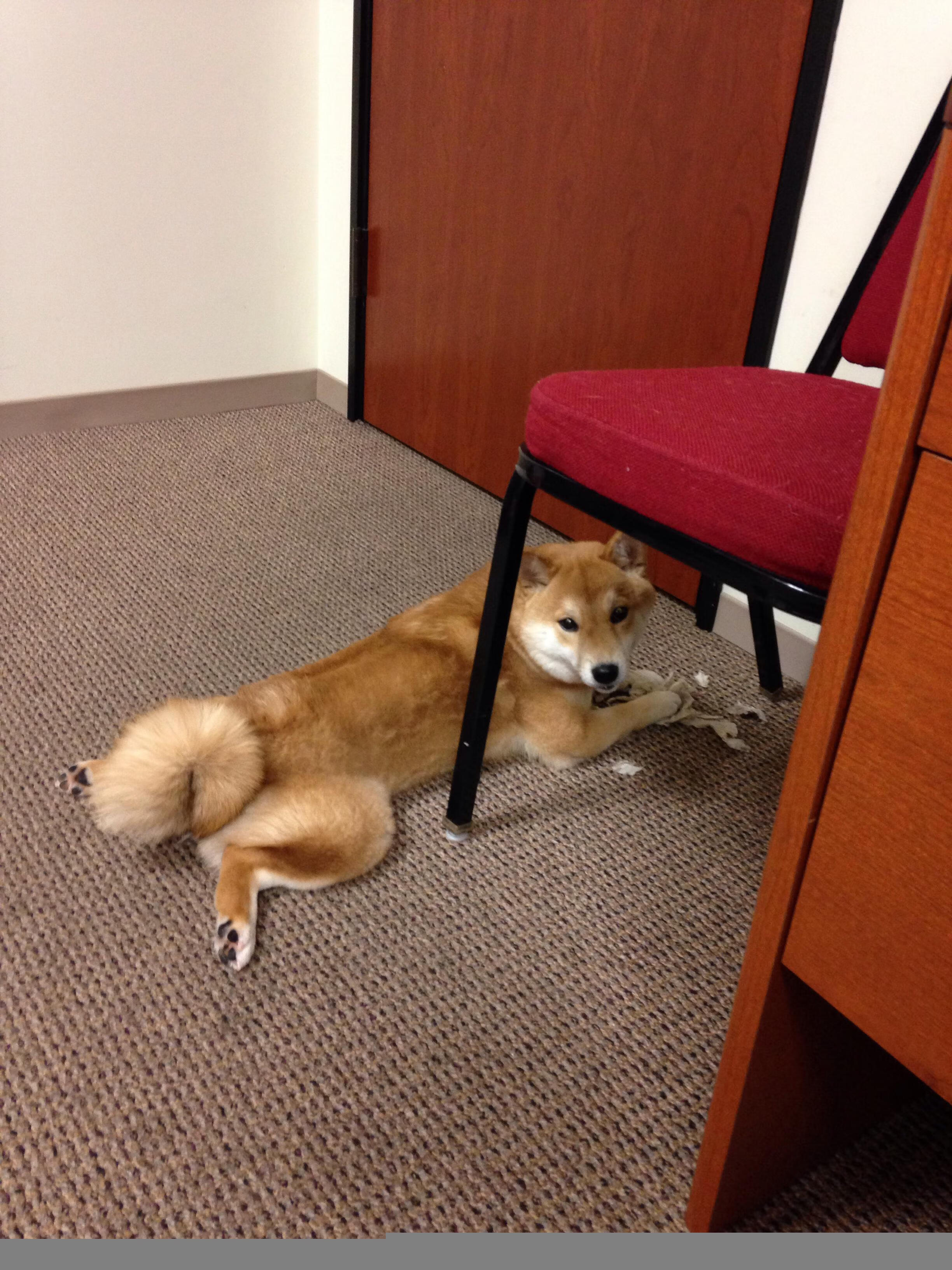 命运棋局,利拉德62分惊天逆袭,这场排名血战如何让开拓者绝境逢生?