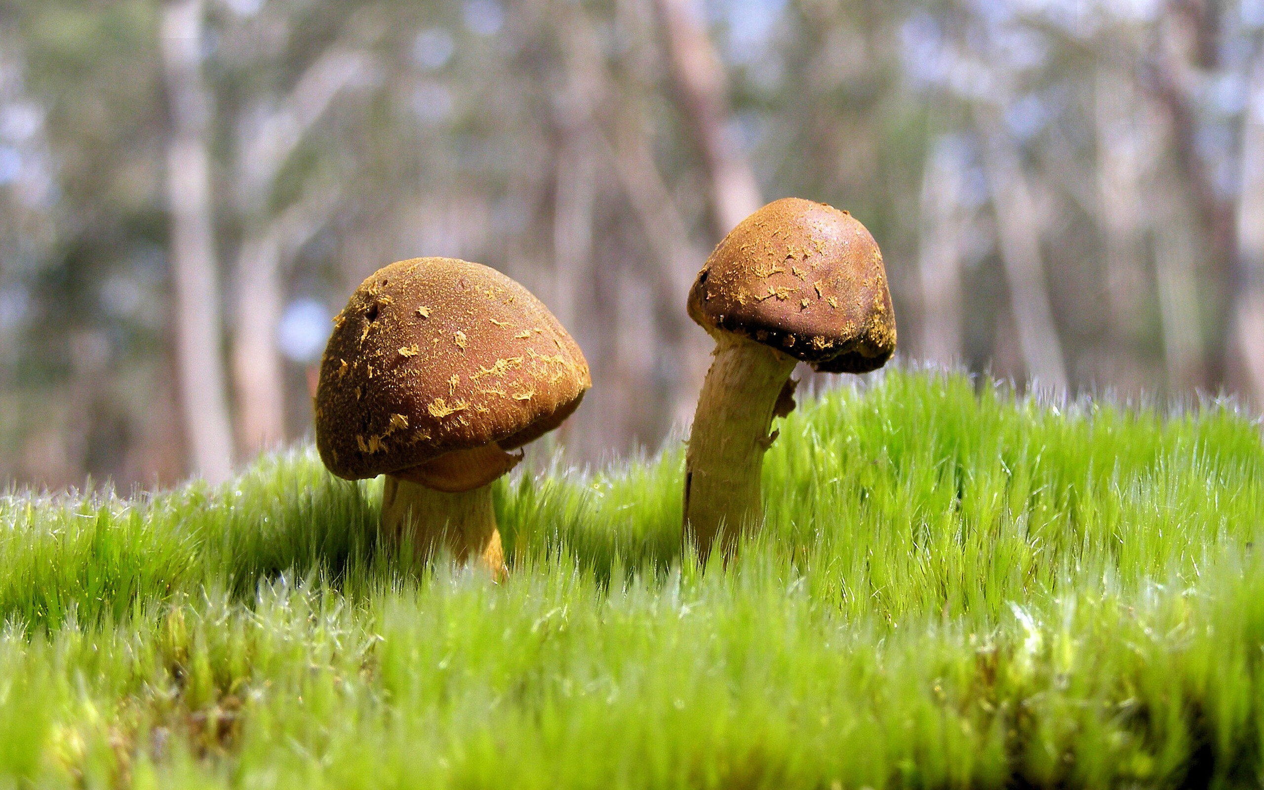 美加墨世界杯焦点战氛围下的篮球对决，火箭队以足球式全面压制征服广厦队