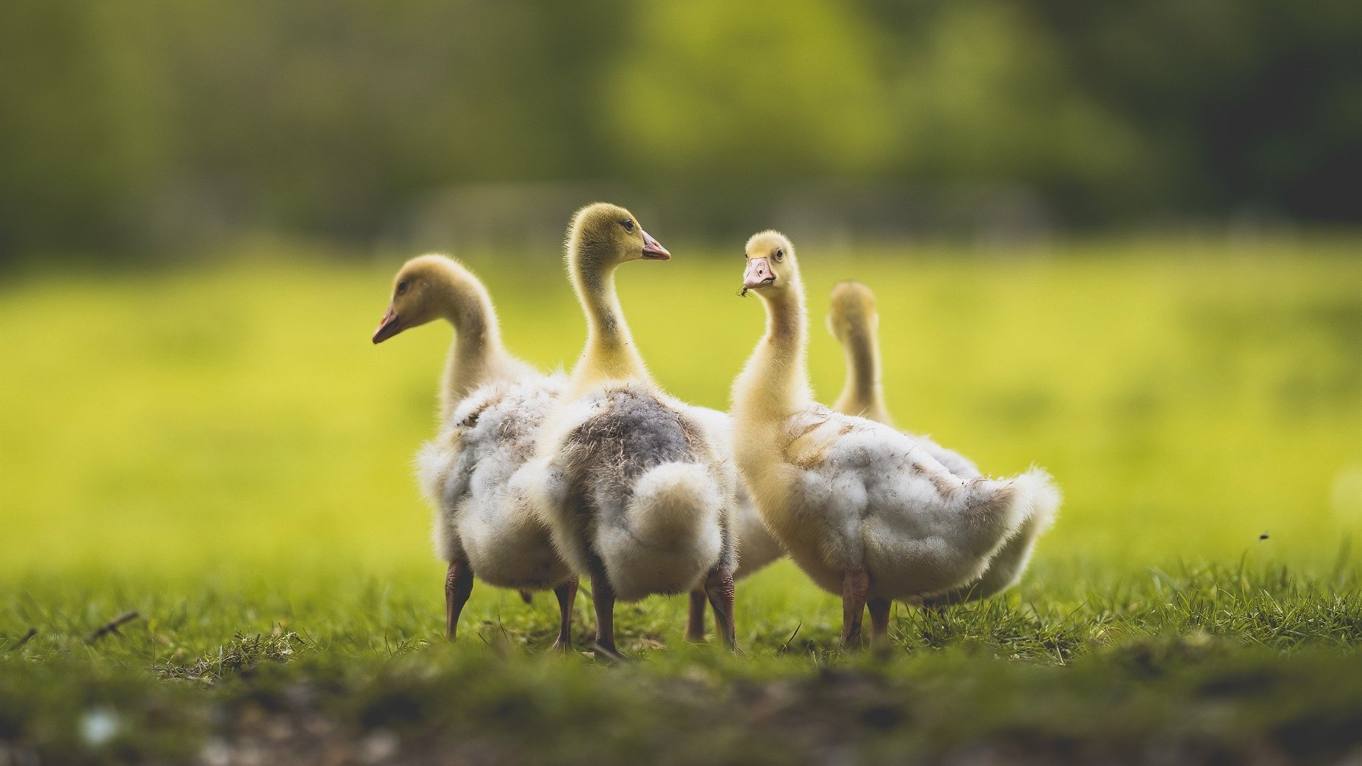 约基奇时代降临，湖人vs步行者史诗对决，掘金核心成唯一判官